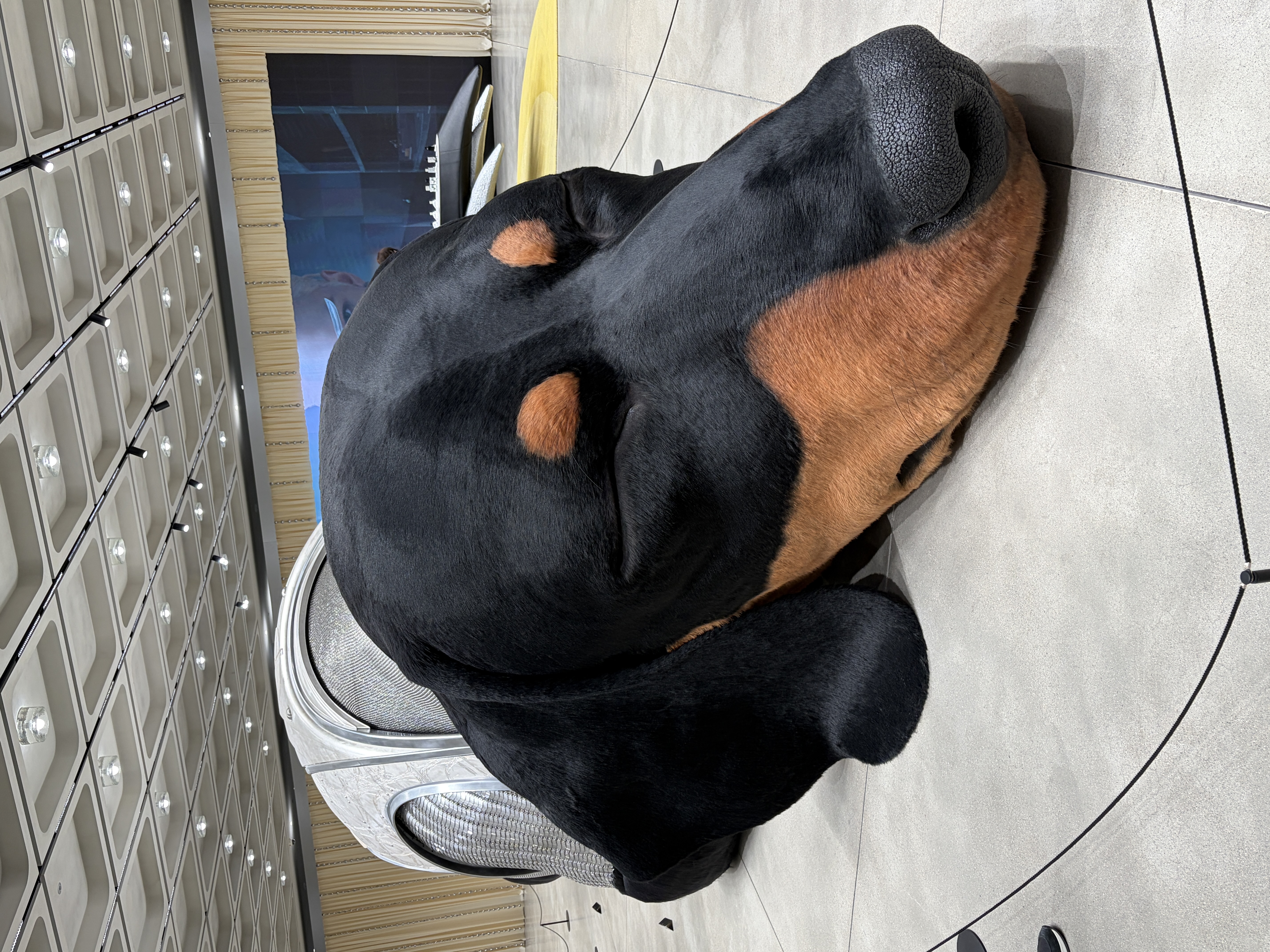 Haus Nowhere Huge Dachshund 